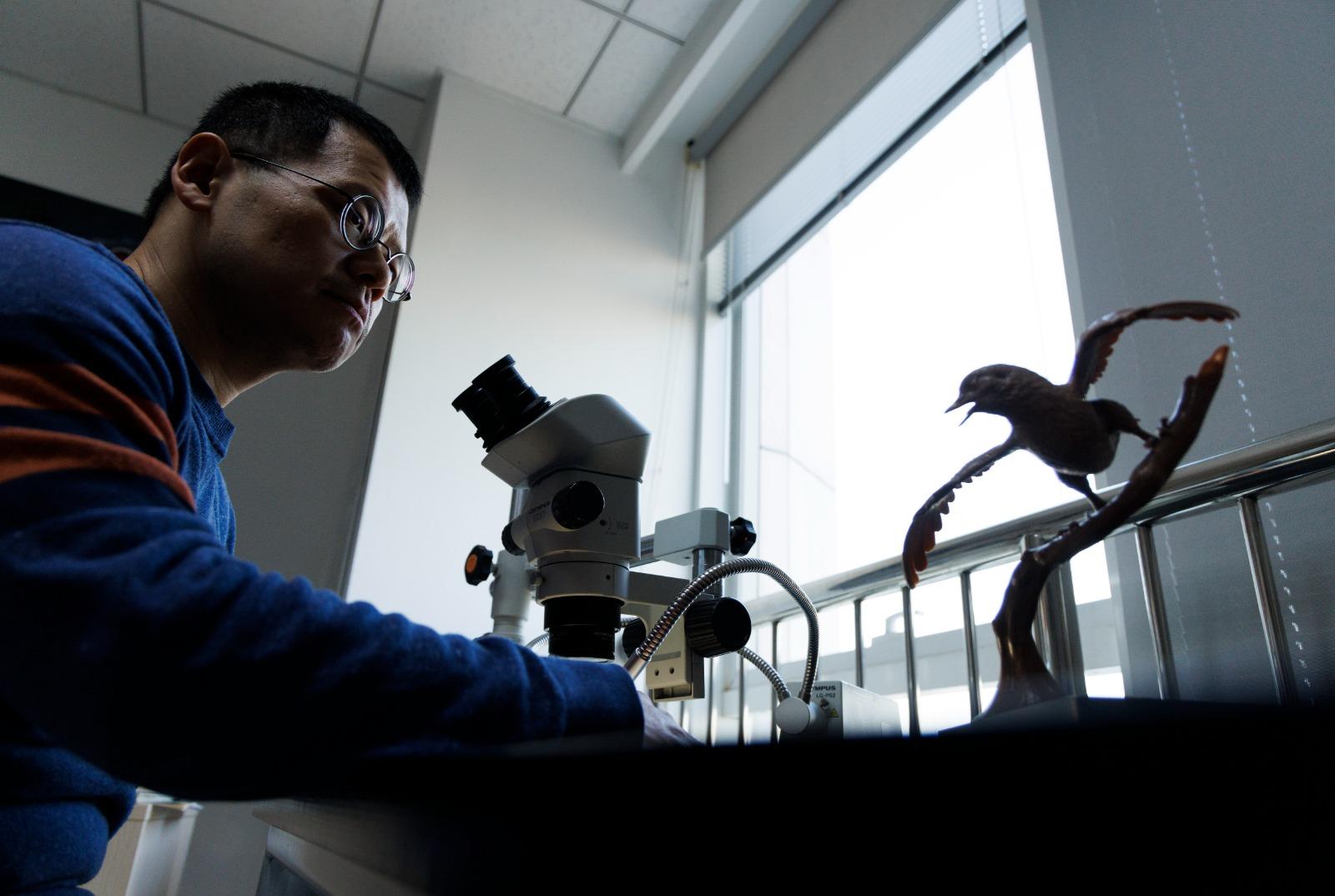 王敏研究員在辦公室觀察政和八閩鳥化石標本,右側是政和八閩鳥模型。(新華社)