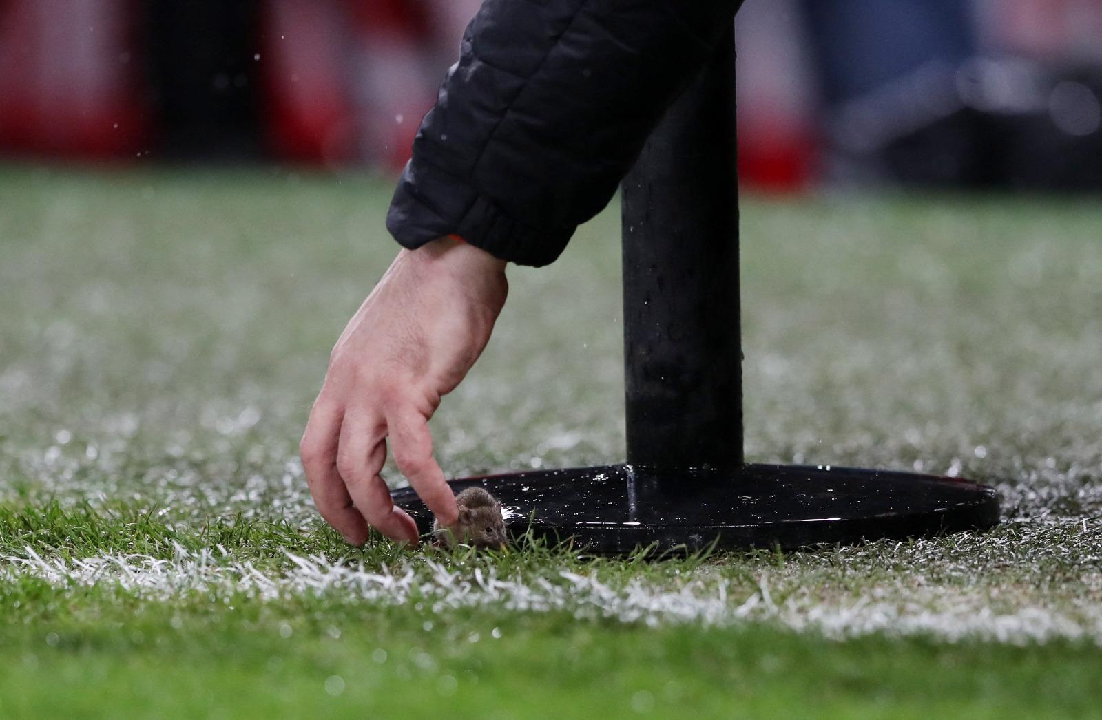 曼聯主場鬥葉士域治又現老鼠,曼聯職員用手捉走。