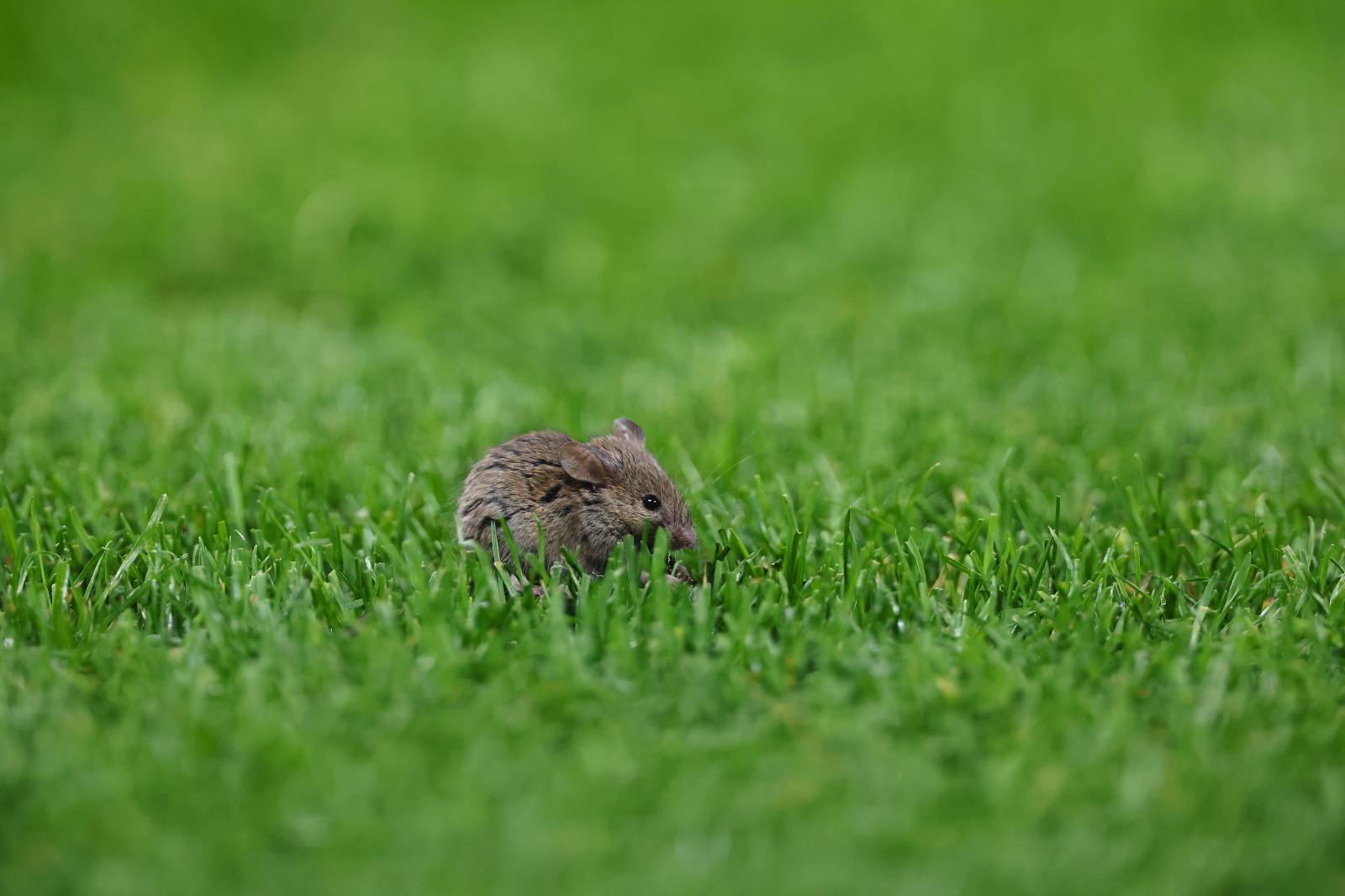 2024年11月,曼聯出戰歐霸賽事出現老鼠。(資料圖片)
