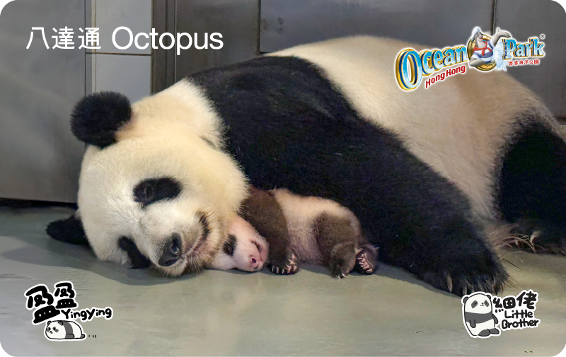 大熊貓動畫手機八達通卡面