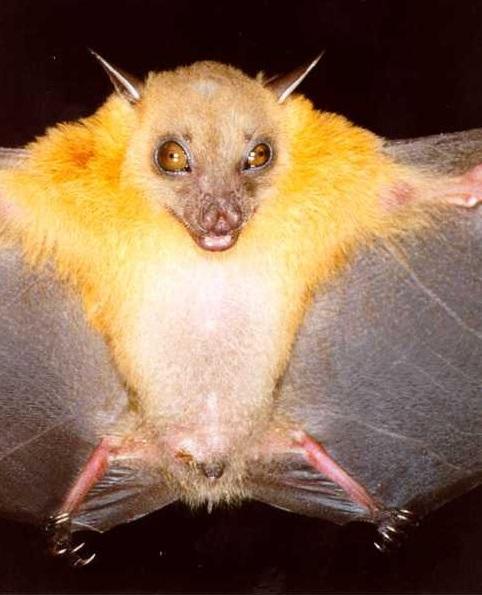 跨國研究團隊捕捉到的蝙蝠,包括短耳犬蝠(Cynopterus brachyotis)。(互聯網)