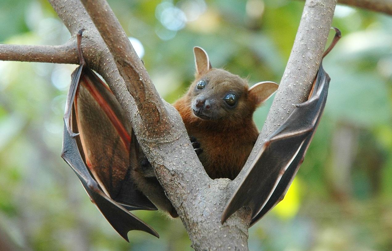 跨國研究團隊捕捉到的蝙蝠,包括短耳犬蝠(Cynopterus brachyotis)。(互聯網)