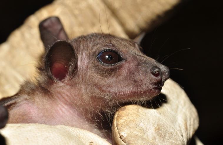 跨國研究團隊捕捉到的蝙蝠,包括短吻果蝠(Penthetor lucasi)。(互聯網)