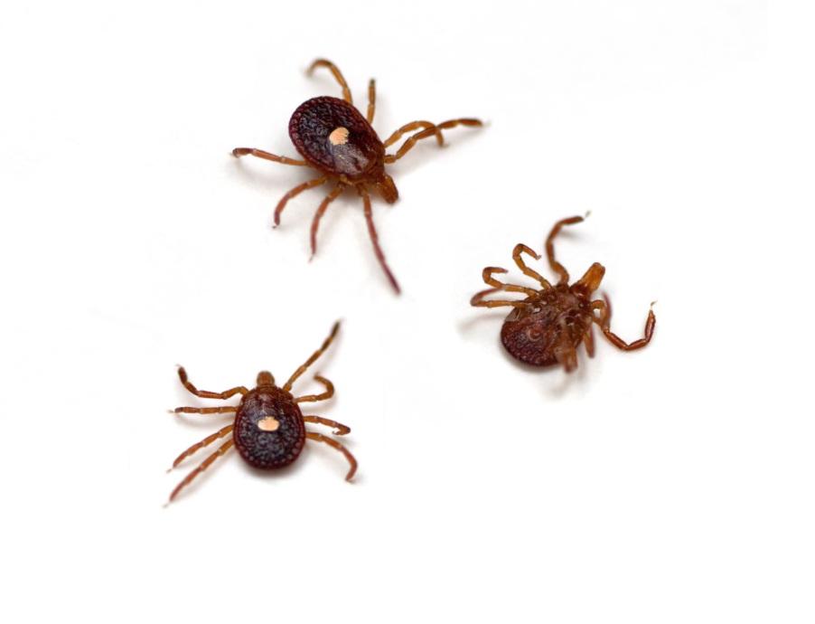蜱是寄生生物,可能寄生於哺乳類、鳥類、爬蟲類等動物身上。(互聯網)