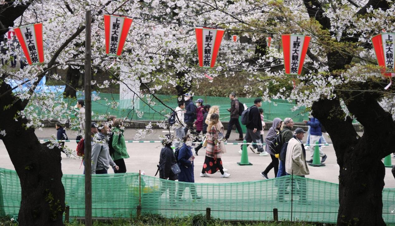 東京上野公園去年4月初櫻花盛放,民眾到來賞花。(資料圖片)
