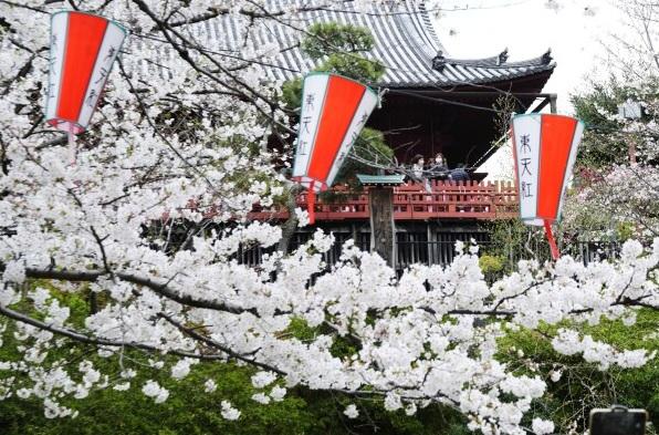 日本往年櫻花綻放。(資料圖片)