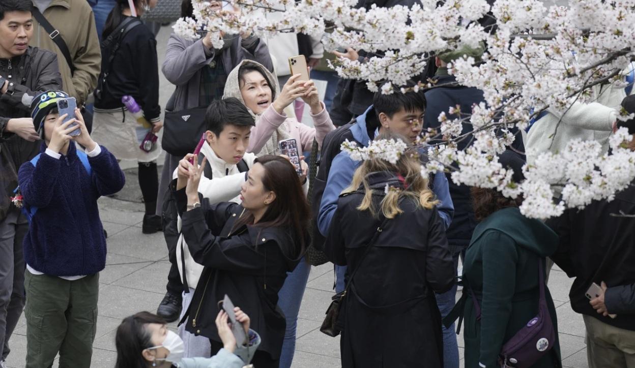 東京上野公園去年4月初櫻花盛放,民眾拍攝美景。(資料圖片)