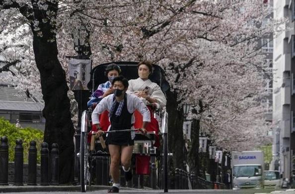 日本往年櫻花綻放。(資料圖片)