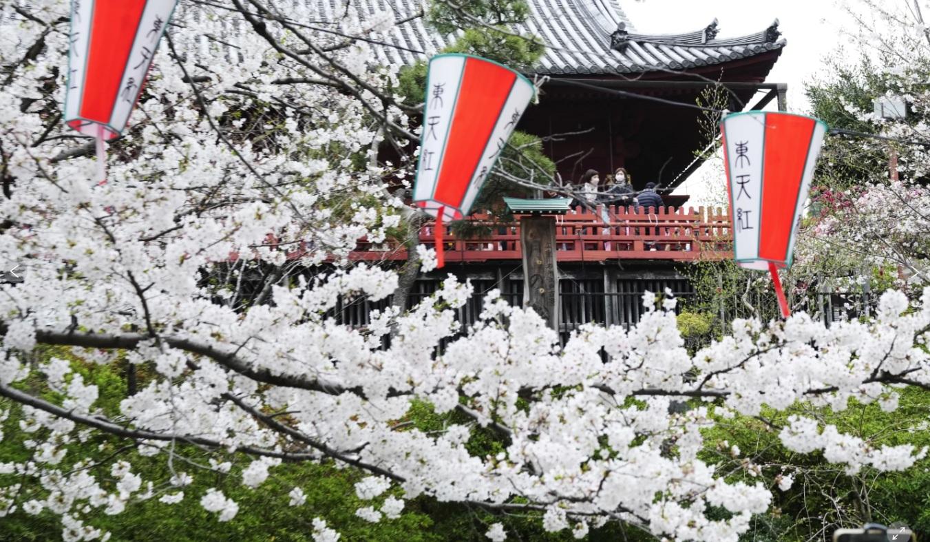 圖為東京上野公園去年4月初櫻花盛放。(資料圖片)