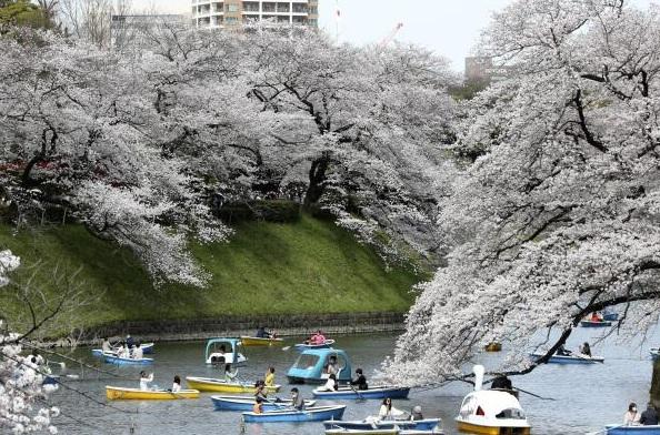 日本往年櫻花綻放。(資料圖片)