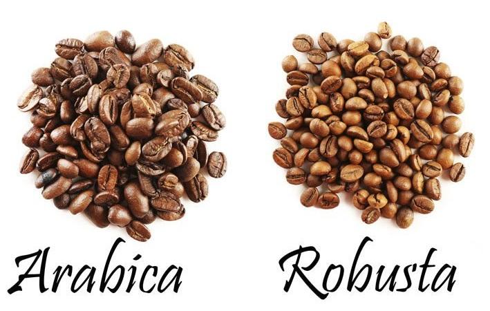 Arabica與Robusta咖啡豆在外形上的分別。(互聯網)