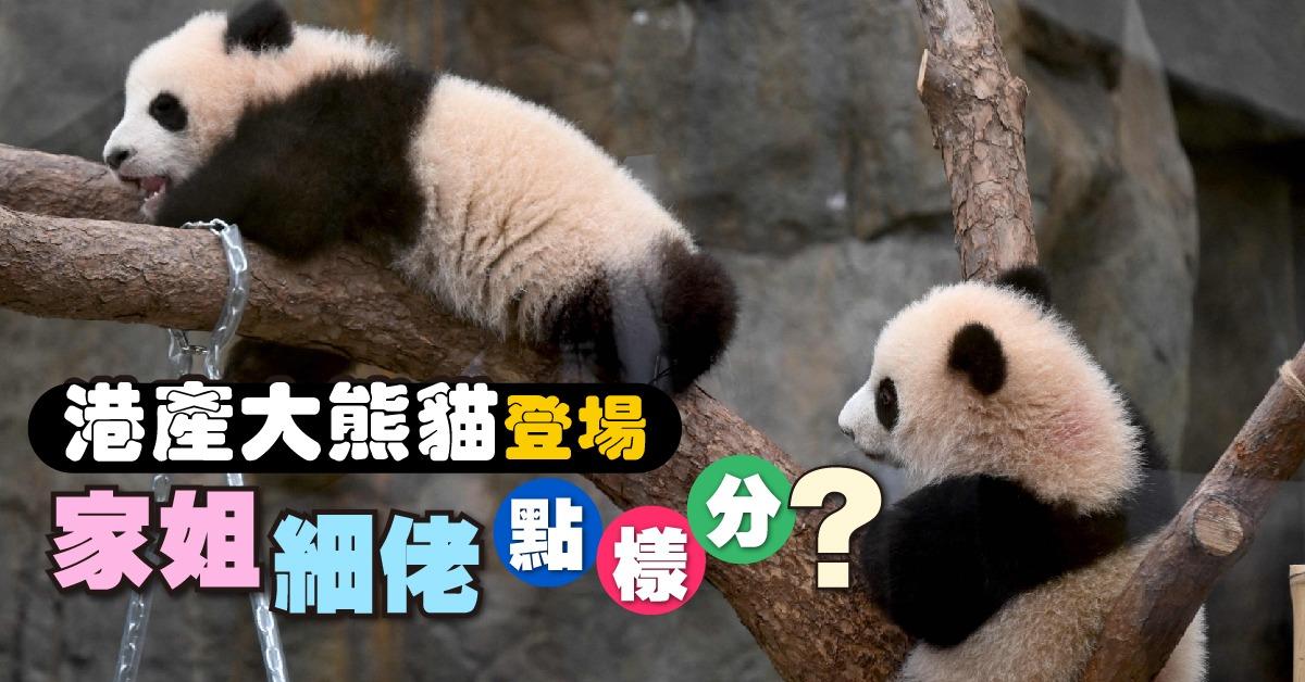 港產大熊貓登場 家姐細佬點樣分?