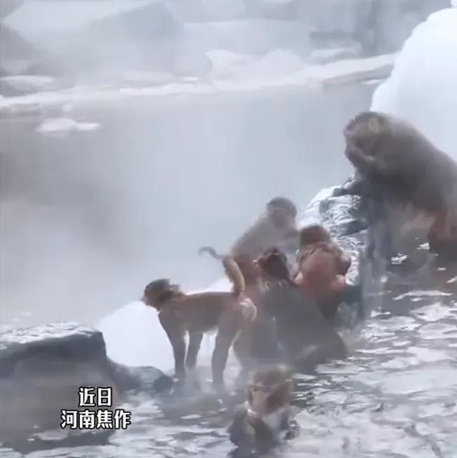 近日,河南雲台山的野生獼猴泡「溫泉」。(圖/翻攝自微博@看洛微博)