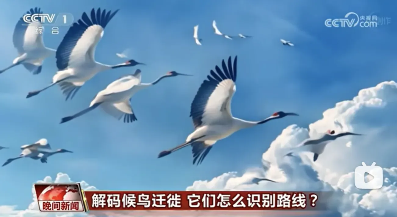 內地央視曾利用AI動畫播報新聞。(資料照/翻攝自微博)