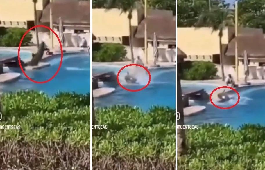 左至右:海豚返回水裡時,意外撞到混凝土池邊,即癱倒在地,職員立即上前查看。(互聯網)