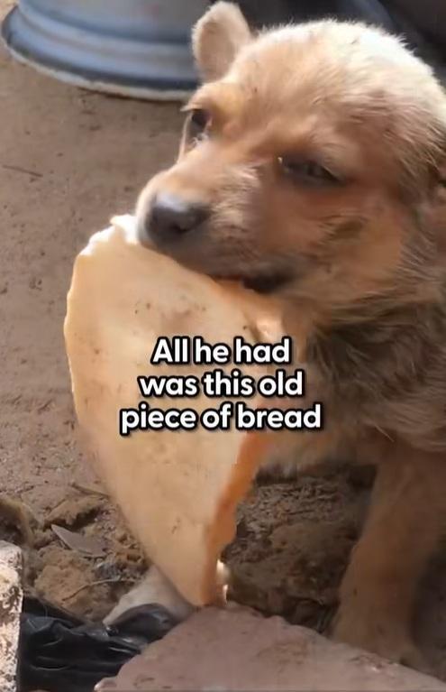 小狗把牠有的唯一麵包叼給動保人員。(互聯網)