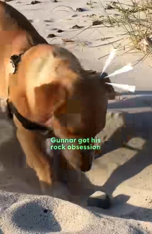 小狗已長大。(互聯網)