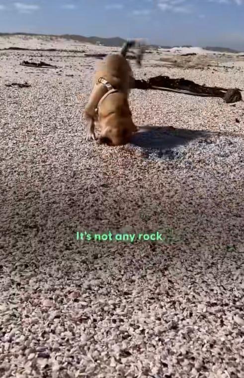 小狗已長大,與主人到沙灘玩。(互聯網)