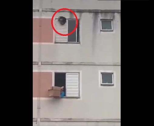 小狗快要跌落地上,只能緊緊抓住百葉窗簾、不停掙扎。(互聯網)