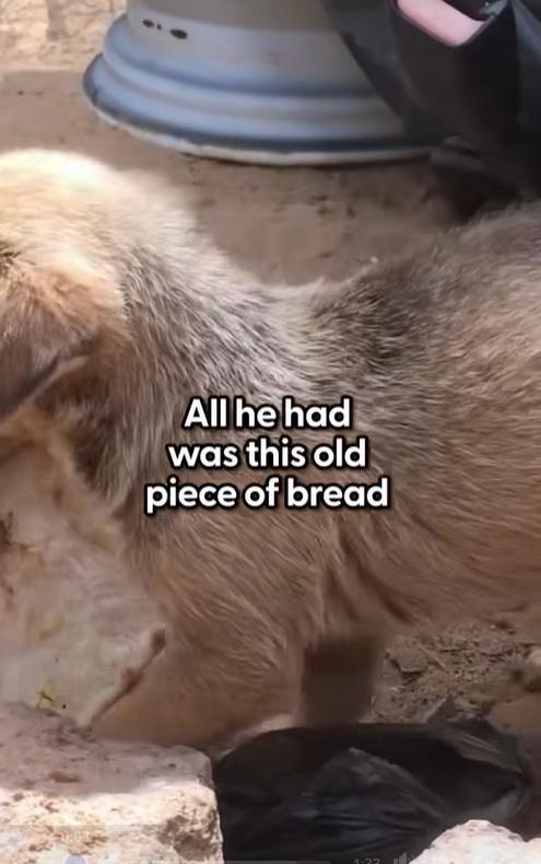小狗把牠有的唯一麵包叼給動保人員。(互聯網)