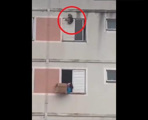 小狗快要跌落地上,只能緊緊抓住百葉窗簾、不停掙扎。(互聯網)