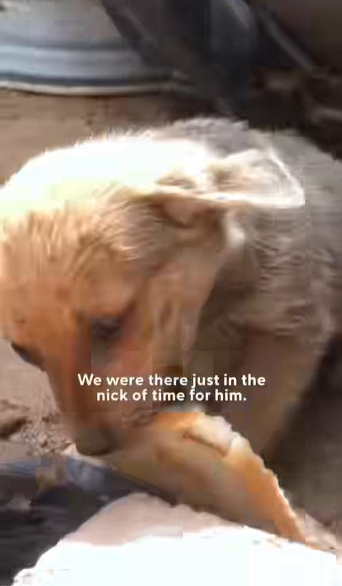 小狗奮力叼著麵包給動保人員。(互聯網)