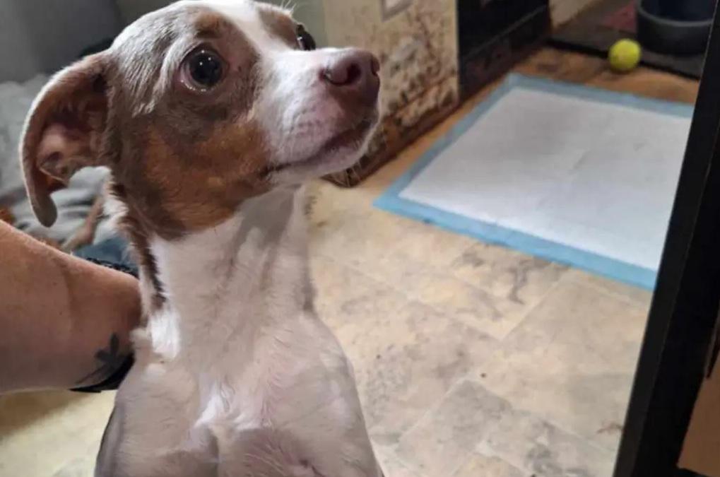 埃瑪從家裡走失,流落街頭5個多月。(互聯網)