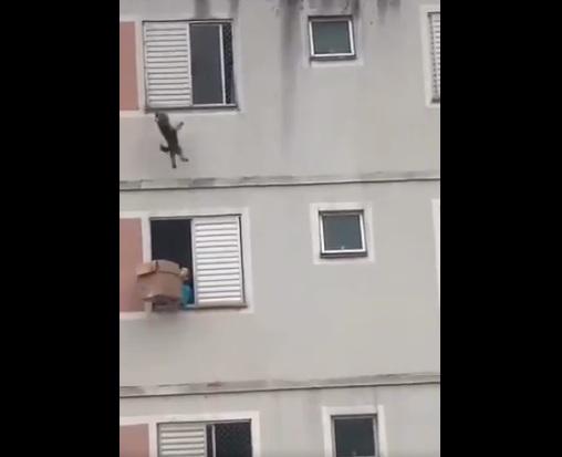 小狗支持不住,從窗口跌下。(互聯網)