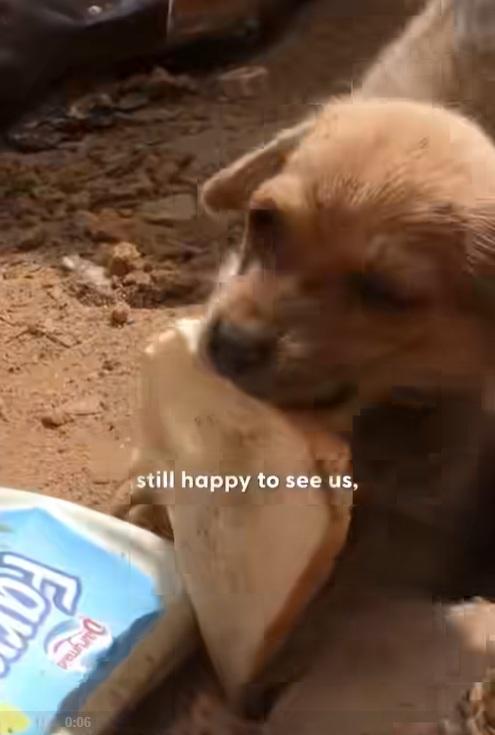 小狗把麵包叼給動保人員,開心搖尾巴,表達感謝。(互聯網)