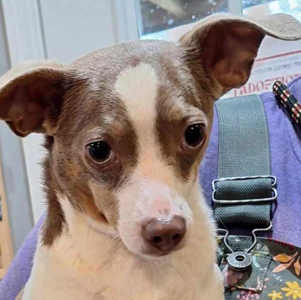 狗狗埃瑪樣子可愛。(互聯網)