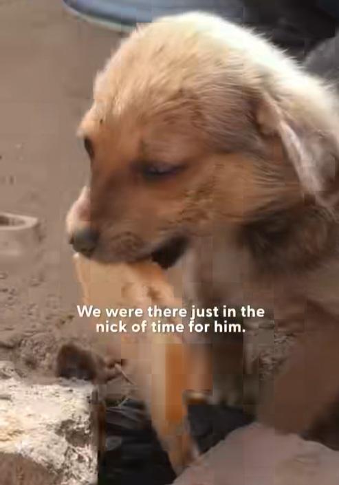 小狗把麵包叼給動保人員,開心搖尾巴,表達感謝。(互聯網)