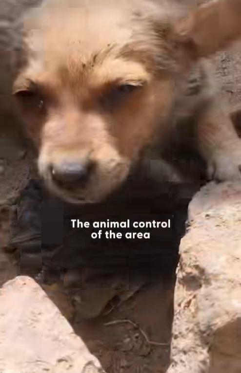 小狗居住環境惡劣。(互聯網)