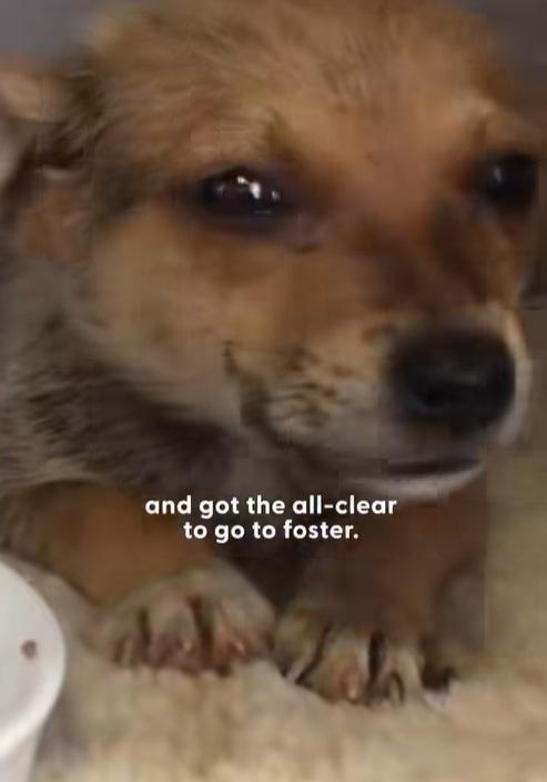 小狗居住環境惡劣,幸獲動保人員拯救。(互聯網)