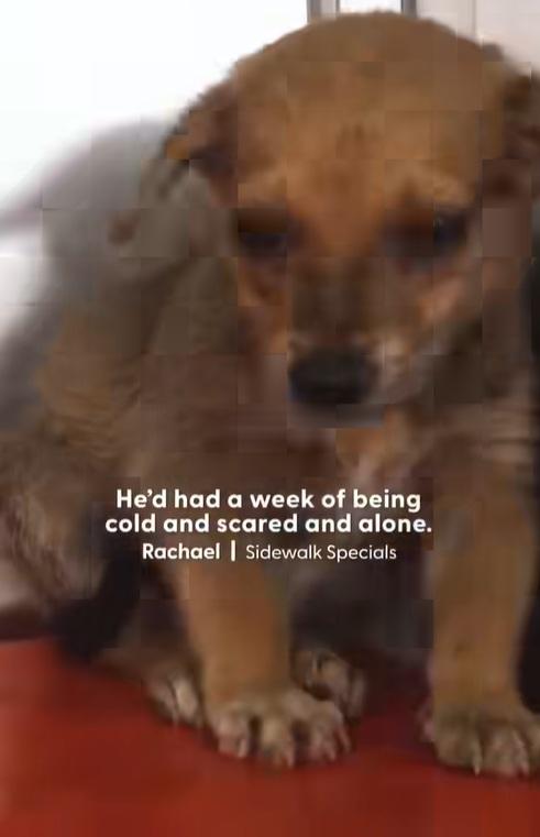 小狗居住環境惡劣,幸獲動保人員拯救。(互聯網)