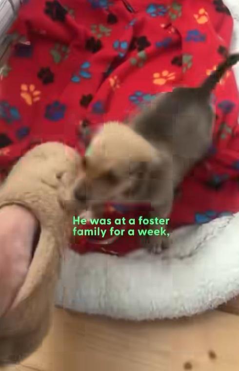 小狗最終獲好心人收養。(互聯網)