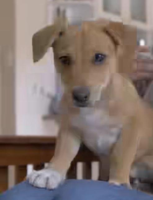 小狗獲好心人收養,健康成長。(互聯網)