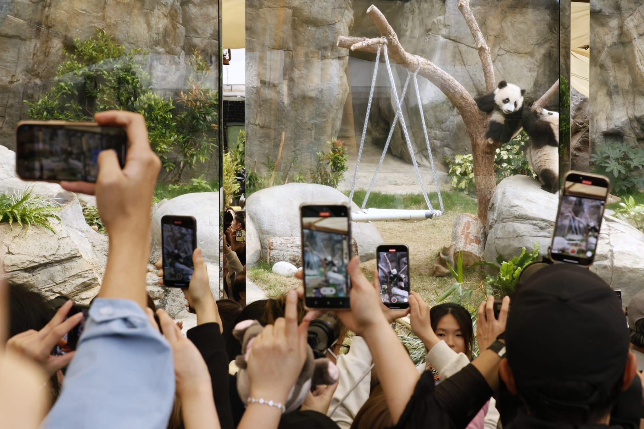 龍鳳胎吸引大批觀眾入場。(林俊源攝)