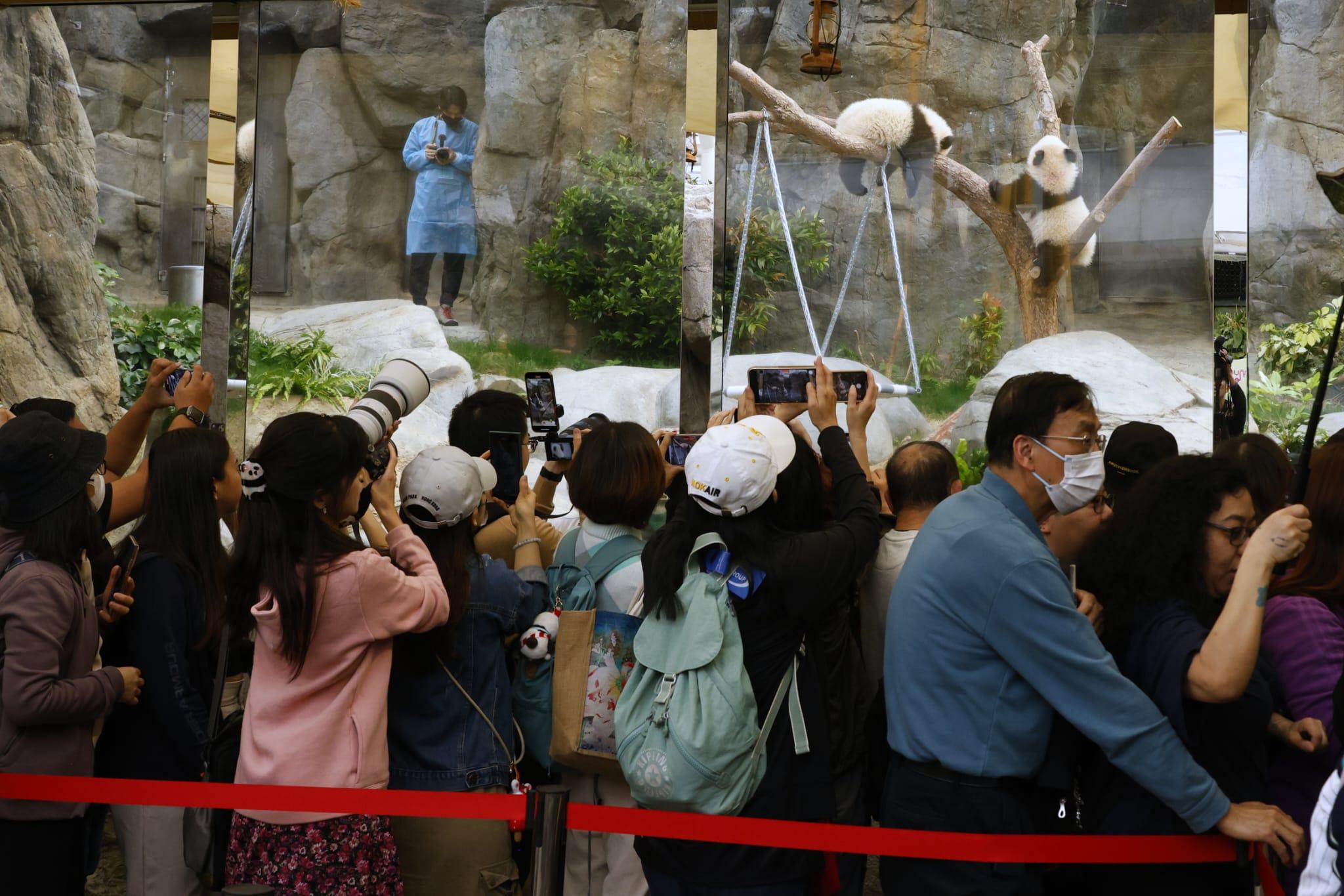 龍鳳胎吸引大批觀眾入場。(林俊源攝)