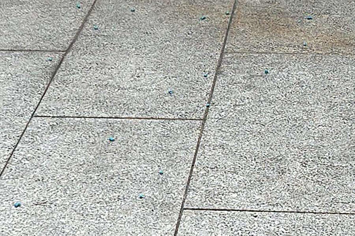 聚魚道休憩花園最近不時出現藍色老鼠藥。(《香港動物報》圖片)