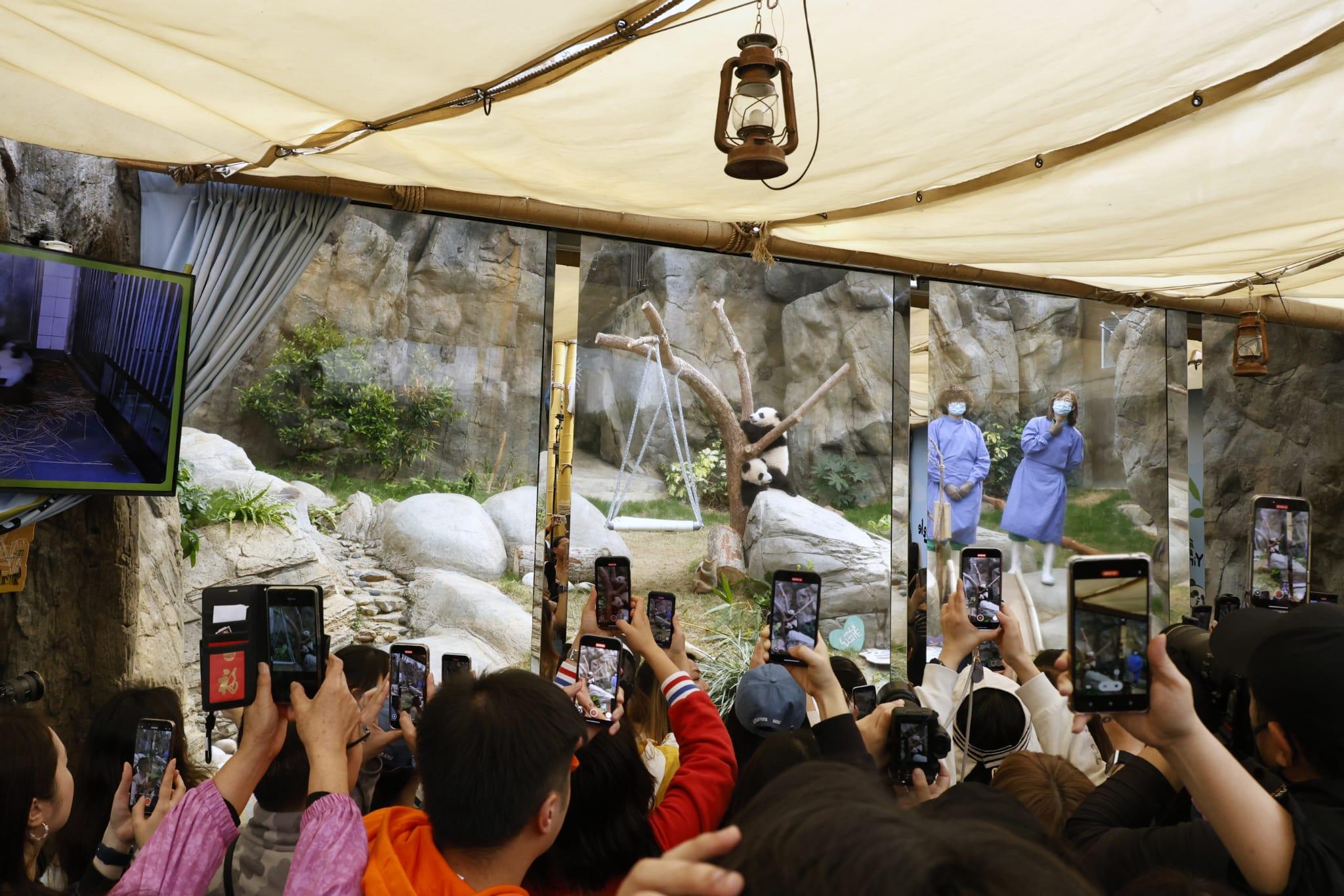 龍鳳胎吸引大批觀眾入場。(林俊源攝)