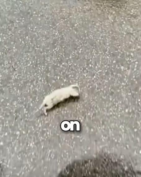 在下雨天,男子在路上發現慘慘小白貓。(互聯網)