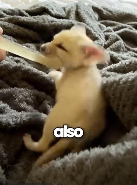 貓咪開始變樣。(互聯網)