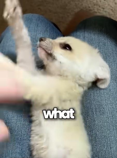 小魔怪好活潑,愛跟主人玩。(互聯網)