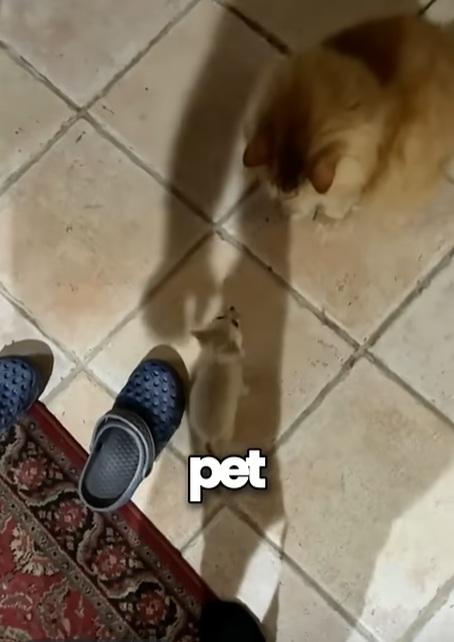 男子的愛貓與小魔怪共處。(互聯網)