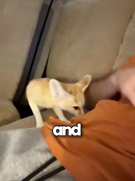 小魔怪雙耳很大,面尖尖。(互聯網)