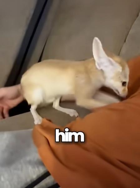 小魔怪雙耳很大,面尖尖,愛跟主人玩。(互聯網)