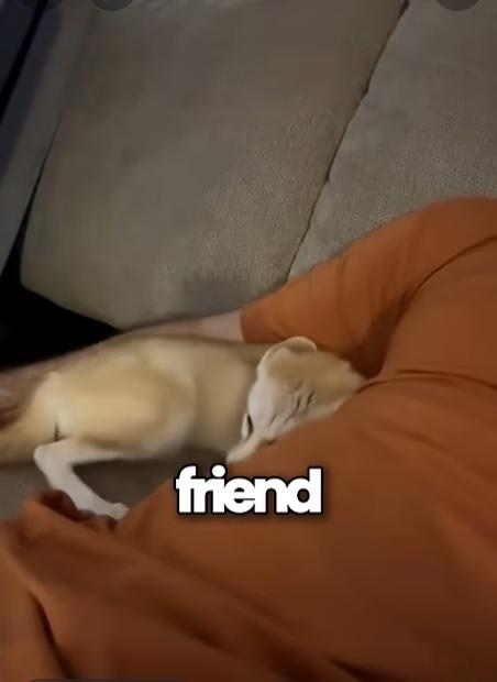 小魔怪雙耳很大,面尖尖,躲在主人懷裡。(互聯網)