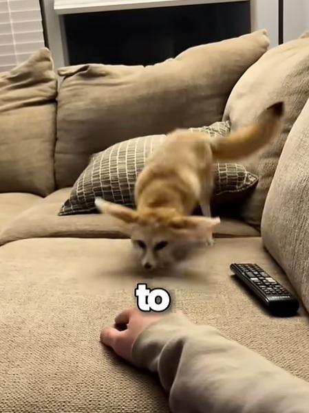 小魔怪雙耳很大,面尖尖,原來是狐狸。(互聯網)