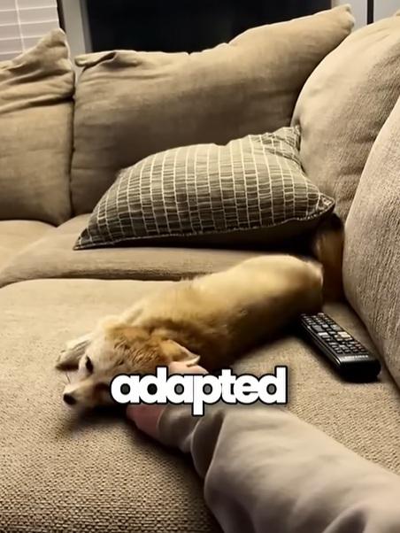 小魔怪雙耳很大,面尖尖,原來是狐狸。(互聯網)