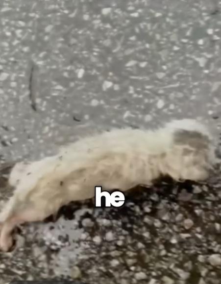 小白貓濕透,十分虛弱。(互聯網)